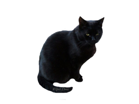 cat